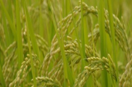 安優(yōu)華占水稻栽培技術要點，全生育期115.1天
