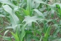 墾丁二號玉米栽培技術(shù)要點，苗期注意防治地老虎等害蟲