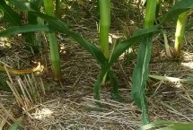 紫玉139玉米栽培技術(shù)要點(diǎn)，中抗莖腐病