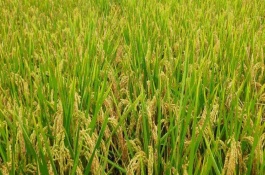 黃軟占水稻栽培技術(shù)要點(diǎn)，感溫型常規(guī)稻品種