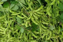 遼豆69大豆栽培技術(shù)要點(diǎn)，防治各種大豆害蟲