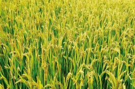 T優(yōu)832水稻栽培技術要點，秧田播種量每畝12-15公斤