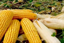 農(nóng)研青貯6號玉米栽培技術要點，夏播青貯玉米品種