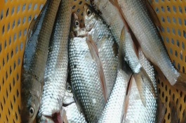 鯪魚和鯉魚一樣嗎，類別比較接近但不是同一種魚