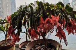 蟹爪蘭噴什么促進(jìn)開花，選取發(fā)育健壯的一生年枝條作為砧木