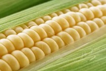愛瑞特961玉米栽培技術(shù)要點，大喇叭口期防治玉米螟蟲