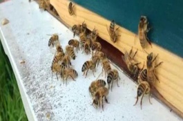 新收蜜蜂喂糖水要持續(xù)多久，可能是沒(méi)有蜂王或缺少食物等