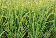 榮紫糯水稻栽培技術(shù)要點，綜合防治病蟲害