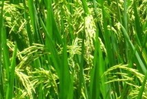 薈豐優(yōu)533水稻栽培技術(shù)要點(diǎn)，播種前要用強(qiáng)氯精搞好種子消毒