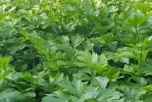 芹菜紅蜘蛛的防治措施，嚴(yán)重時白色小點(diǎn)布滿葉片