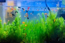 怎么給熱帶魚換水，需要給它適當換水