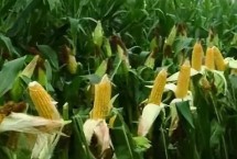 康農(nóng)玉768玉米栽培技術(shù)要點，密度以4500株/畝為宜