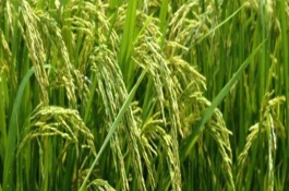 特優(yōu)969水稻栽培技術(shù)要點(diǎn)，秧田播種量15公斤左右