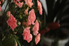 康乃馨澆水注意事項，需要移至室內(nèi)養(yǎng)護