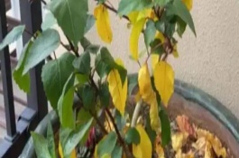 大白菜黃葉病的癥狀，遇旱時需及時澆水