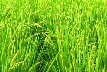 贛優(yōu)735水稻栽培技術(shù)要點(diǎn)，全生育期133.6天