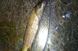 夏季夜釣鯉魚(yú)釣近還是釣遠(yuǎn)，最好根據(jù)水域來(lái)選擇
