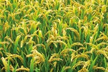星香優(yōu)3號水稻栽培技術要點，全生育期134.0天