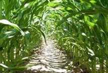 永協(xié)196玉米栽培技術要點，喇叭口期注意防治玉米螟