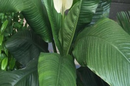 綠巨人植物葉子焦黃的原因，一般2天澆一次水