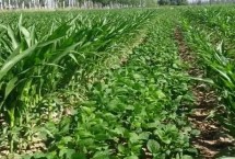 鄭1307大豆栽培技術要點，黃淮海夏大豆普通型品種