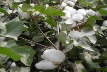 岡雜棉10號(hào)棉花栽培技術(shù)要點(diǎn)，二代棉鈴蟲(chóng)一般不需防治