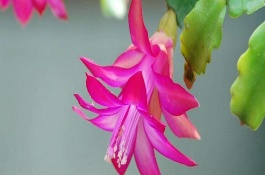 蟹爪蘭花期如何養(yǎng)護(hù)，夏季一般1-2天澆水1次