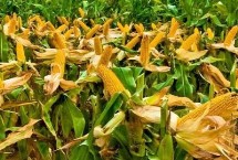 稼農(nóng)3108玉米栽培技術要點，密度4000—4500株/畝