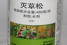 高粱地里苗后除草劑都有哪些，常見的有麥草畏、辛酰溴苯腈等