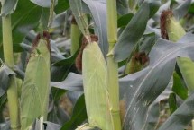 貴卓玉7號(hào)(區(qū)試名稱：ZH2021)玉米栽培技術(shù)要點(diǎn)，生育期128.6天