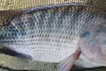 羅非魚(yú)作釣技巧，食性因個(gè)體大小不同而不同