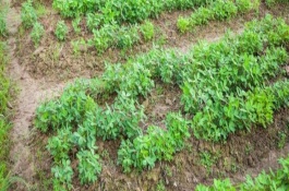 花生葉面肥什么時候打，需輪作換茬、巧施肥料等
