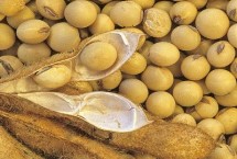 吉育116大豆栽培技術要點，早熟品種