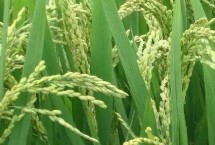 臨秀325水稻栽培技術(shù)要點(diǎn)，屬中早熟粳稻品種