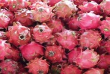 火龍果的價(jià)格，市場(chǎng)很受消費(fèi)者的歡迎