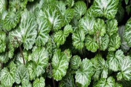 虎耳草在幾月開(kāi)花，每年4到11月開(kāi)花