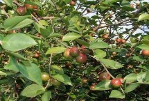 哪個油茶品種產(chǎn)量高，衍生品可應(yīng)用于多個領(lǐng)域
