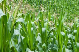 平玉6189玉米栽培技術(shù)要點(diǎn)，有效防治地下害蟲