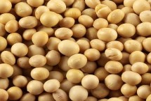 汾黑1號大豆栽培技術(shù)要點，適宜播期4月下旬至5月上旬