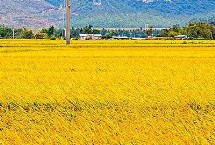 香粳11A水稻栽培技術(shù)要點(diǎn)，在孝感5月中旬至6月底播種