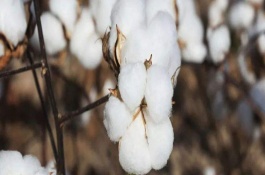 農(nóng)大棉10號(hào)棉花栽培技術(shù)要點(diǎn)，適宜播種期4月25日～30日