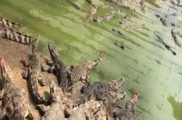 為什么很少人養(yǎng)殖鱷魚，要保證水源充足