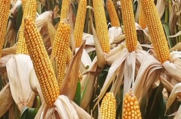 新丹001玉米栽培技術(shù)要點，遼寧省春播生育期130天