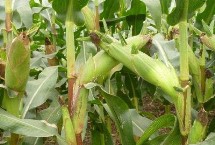 陜單915玉米栽培技術(shù)要點(diǎn)，每畝適宜密度5000株