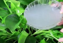 淘米水澆花會不會生出蟲子，可以但需要發(fā)酵后再使用