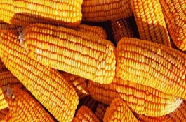 昌隆98玉米種子產(chǎn)量表現(xiàn)，平均生育期142天