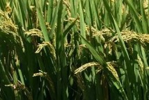 保農(nóng)6號水稻栽培技術(shù)要點，協(xié)調(diào)好每畝穗數(shù)