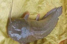八須魚(yú)多久產(chǎn)卵一次，肉質(zhì)粗糙口感不佳是主要原因之一