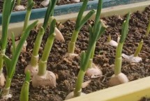 陽(yáng)臺(tái)黃瓜只開(kāi)花不結(jié)果是怎么回事，可種植白菜、胡蘿卜、大蒜等品種