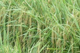 博Ⅱ優(yōu)618水稻栽培技術要點，每畝有效穗數(shù)約17.43萬